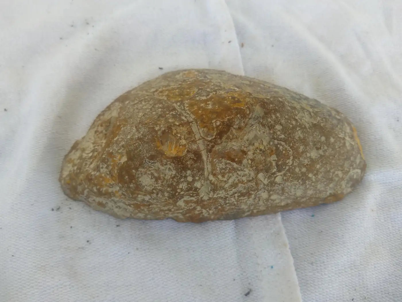 Elegant brown agate collectible display