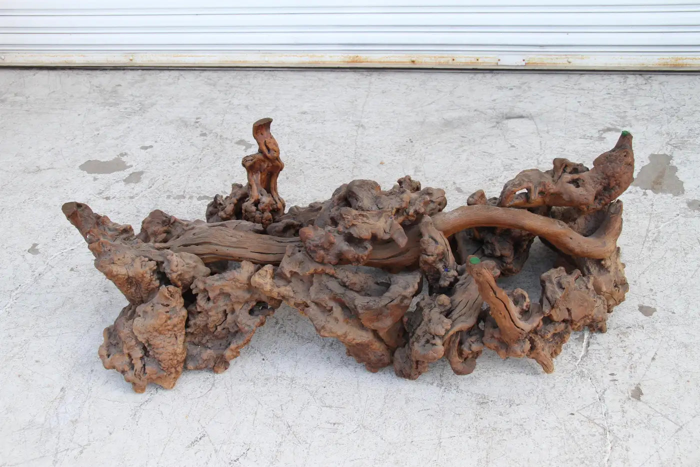 Organic tree root coffee table with glass surface