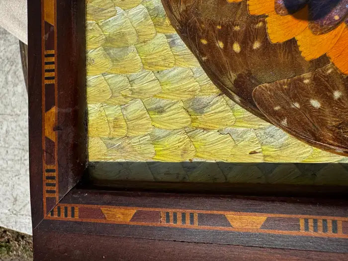 Morpho butterfly wing tabletop décor