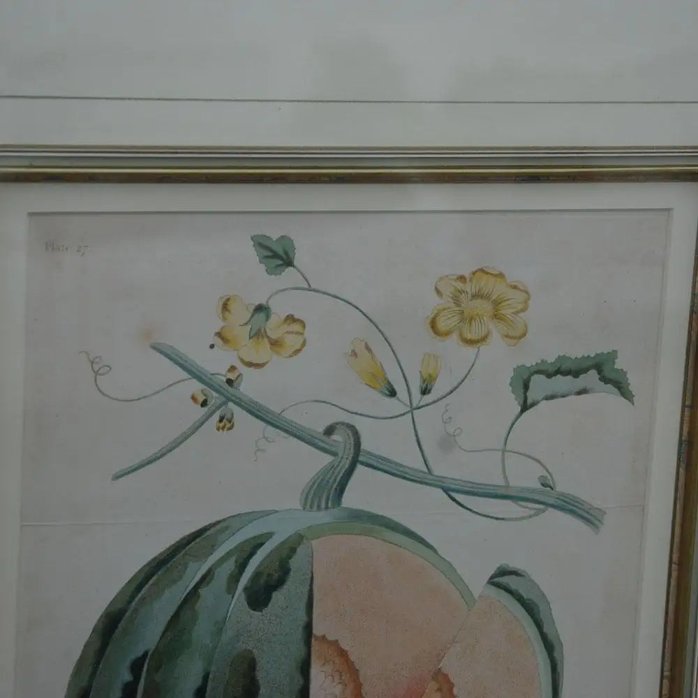George Brookshaw Botanical Aquatint