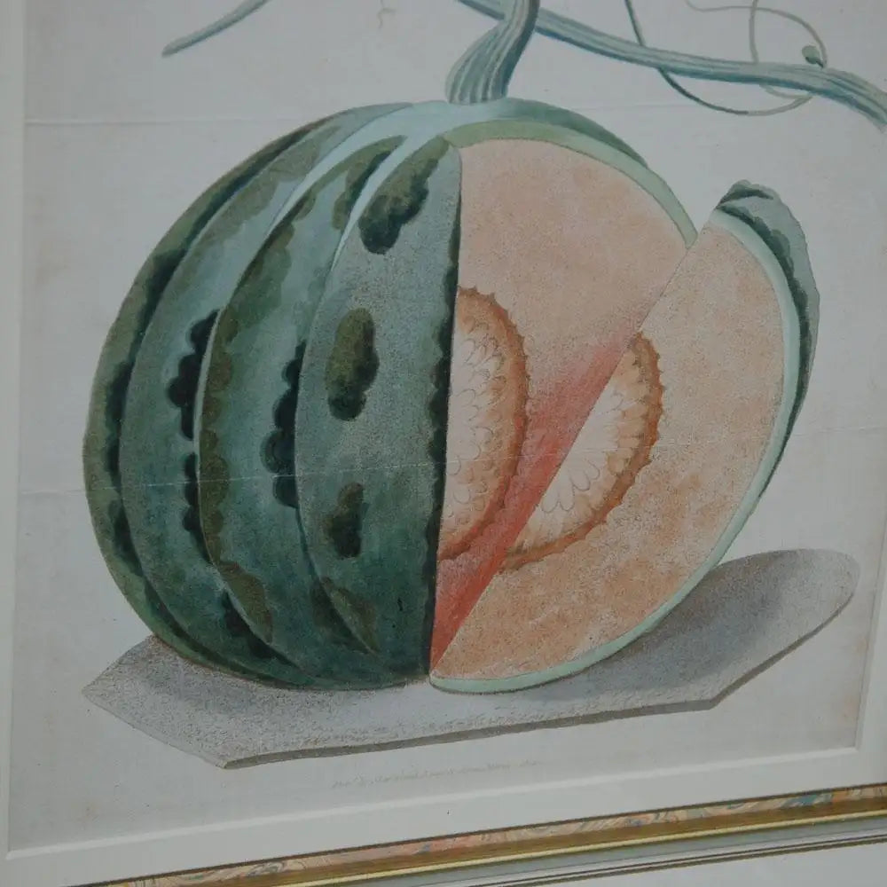 George Brookshaw Botanical Aquatint