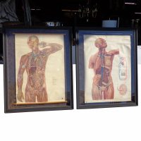 Pair of framed anatomy scrolls 42 x 53 inches vintage medical art